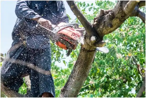 tree services Clarkston